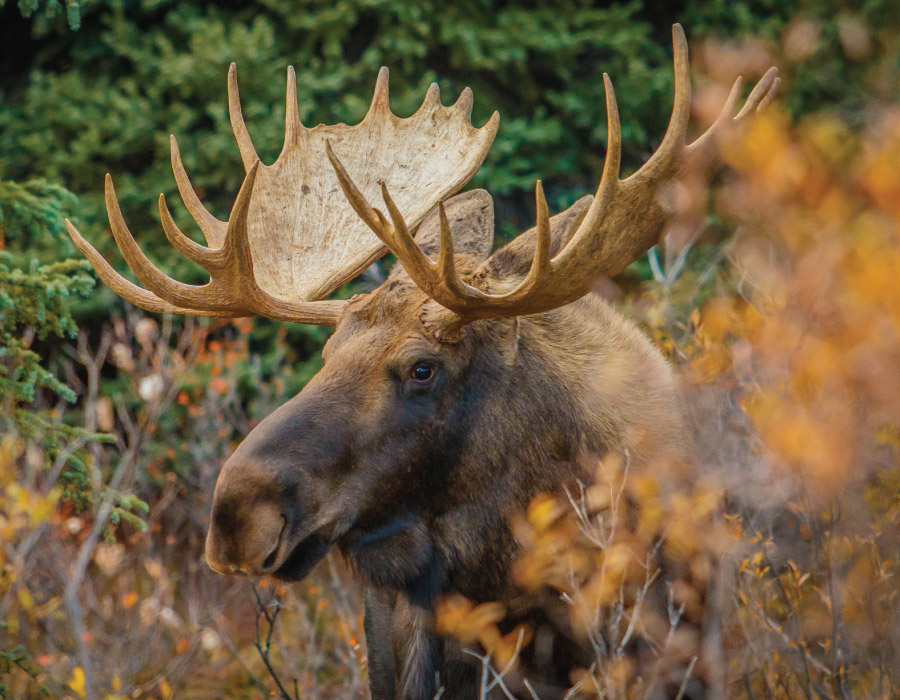 Alaska Moose Permitting