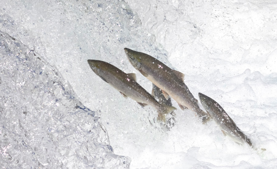 Alaska Salmon Harvest Reporting